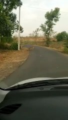 सड़क पर टहलता नजर आया पैंथर