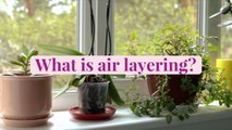 Air Layering is an Easy Way to Propagate Your Houseplants—Here's How