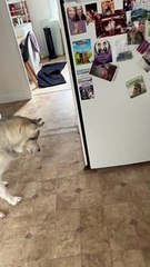 Husky Catches a Mouse