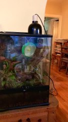 Flying Gecko Playing on Hamster Wheel