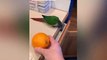 5#Compilation Smart And Funny Parrots   Parrot Talking Videos Compilation P1 Super Dogs