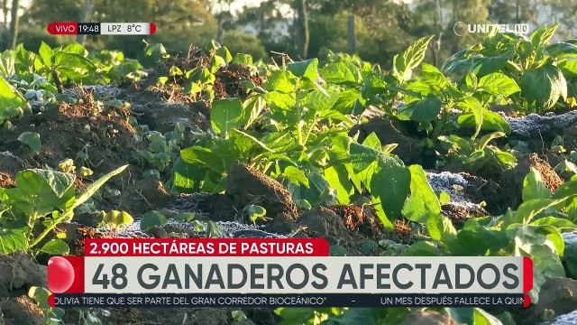 Bajas temperaturas afectan sembradíos de hortalizas y pastura en los valles cruceños