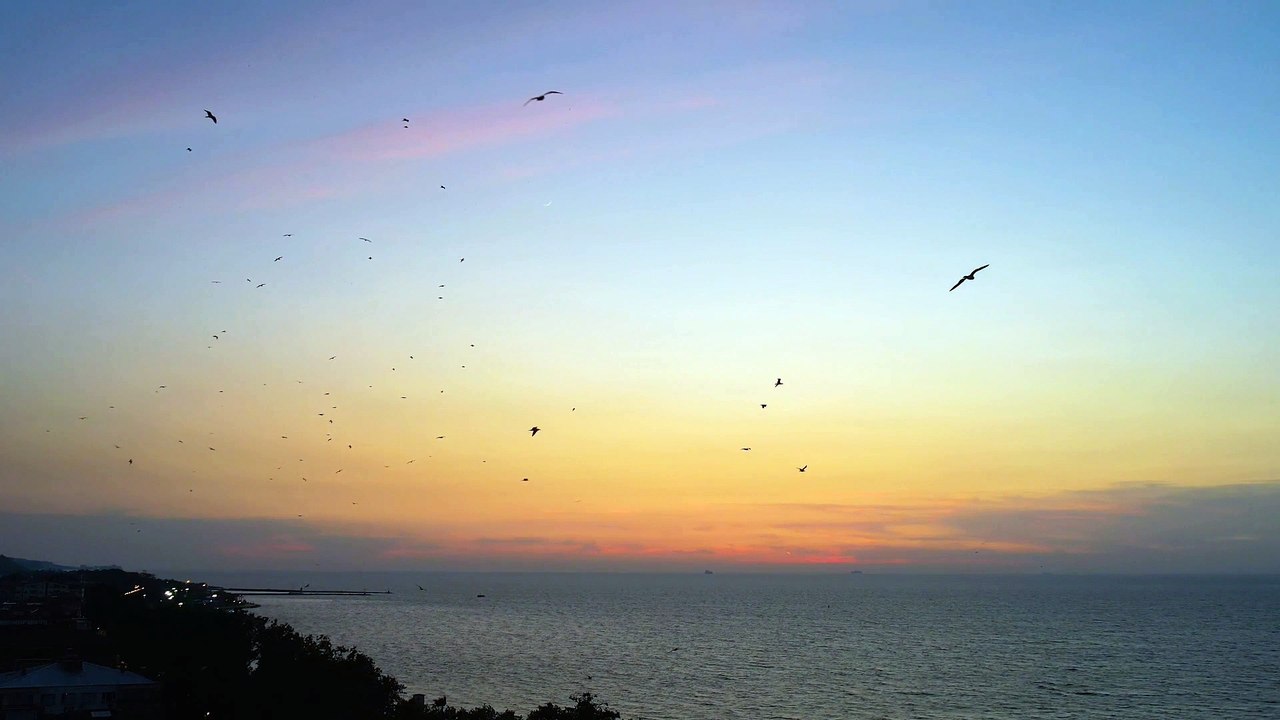 Relaxing Music Sounds in the Forest | The sound of crickets and birds chirping