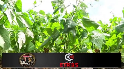 Productores buscan acercamientos y financiamientos para la actual temporada de cosecha