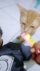 Melepas Lelah dengan Kucingku 