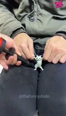 Funniest cat video ever 2022 #shorts #animals #cat #funnyanimals #dog