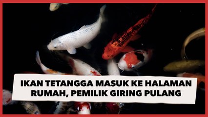 Ikan Tetangga Berenang ke Halaman Rumah Saat Banjir, Pemilik Giring Pulang