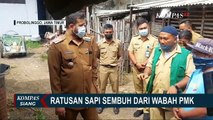 200 Ekor Sapi di Probolinggo Sembuh dari PMK, Pemkot Sediakan Pengobatan Gratis!