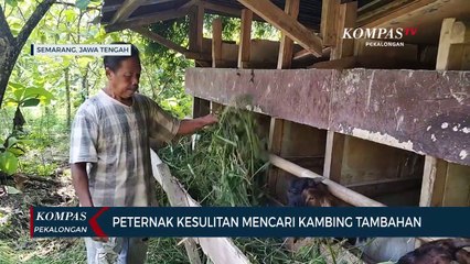 Peternak Kesulitan Mencari Kambing Tambahan