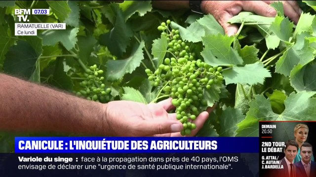 Les inquiétudes des agriculteurs avec les fortes chaleurs