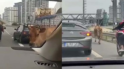 E-5 Karayolu'na çıkan inekler trafiği karıştırdı