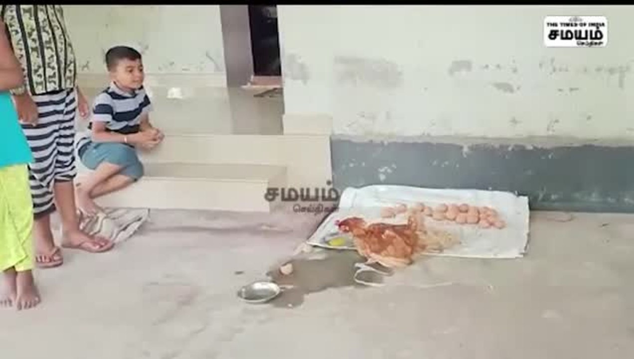 6 மணி நேரம்; 24 முட்டை; அதிசய கோழி!
