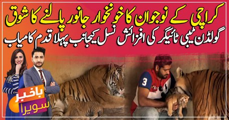 Would you get a Cheetah as a pet? This guy does!