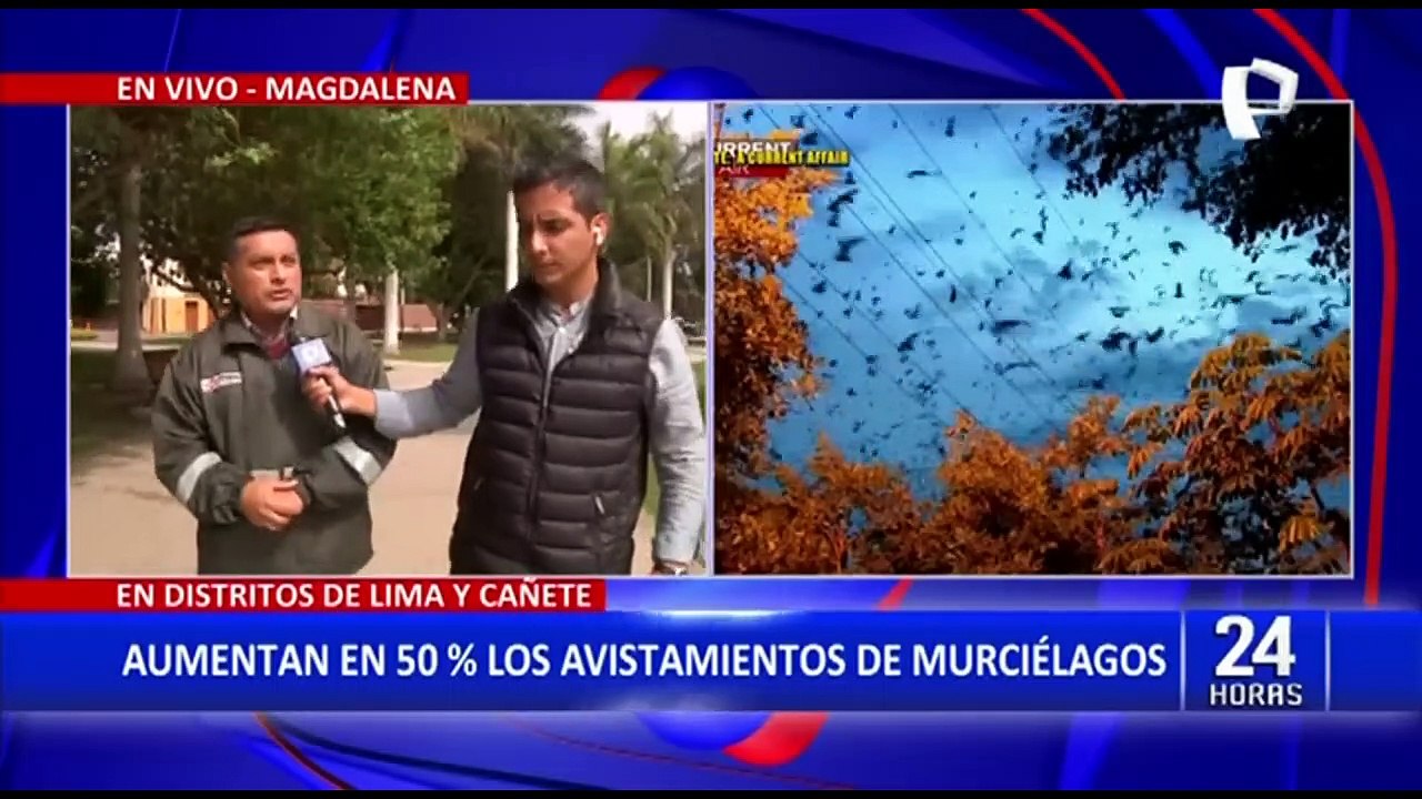 Aumenta avistamiento de murciélagos en Lima y Cañete: especialista da recomendaciones