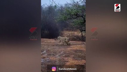 વરસાદી મજા માણતો સિંહોનો અકલ્પનીય વીડિયો