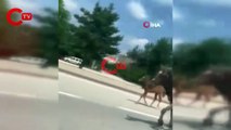 Bursa'da başıboş atlar trafiği felç etti