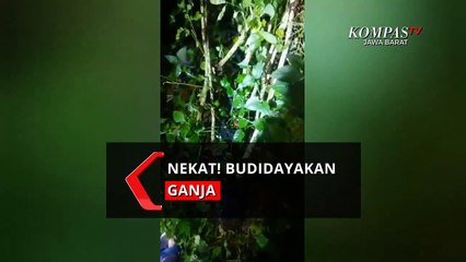 Tanam Ganja Di Dekat Gerbang Tol Cikopo
