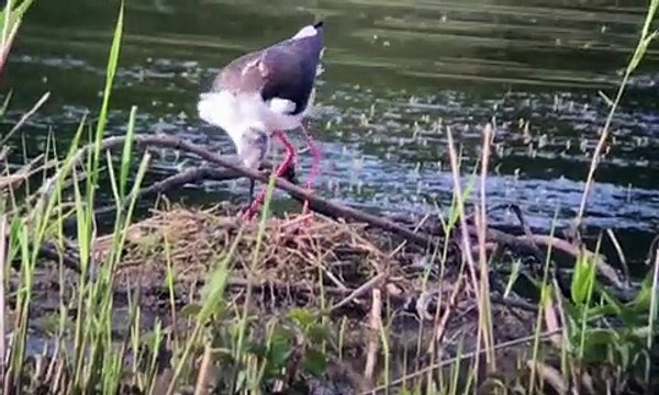Black-winged stilts at Potteric Carr