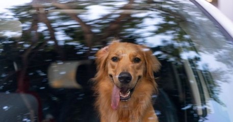 Enfermé dans une voiture en pleine canicule, ce chien a frôlé la mort