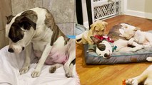 Traumatized Mama Dog Receives Second Chance at Life Emotional