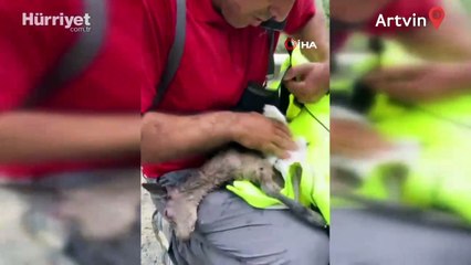 Yeni doğan dağ keçisinin hayata tutunması için böyle seferber oldu