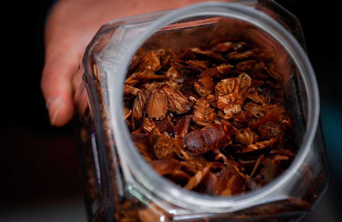 Une compagnie vous paye pour libérer des cafards chez vous