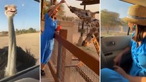 Hina Khan का Abu Dhabi Safari Wildlife Vacation Inside Video | Boldsky *Entertainment
