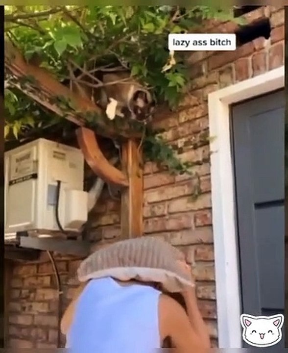 Funny Cats #2