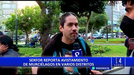 Serfor afirma que murciélagos en Lima no representan un peligro