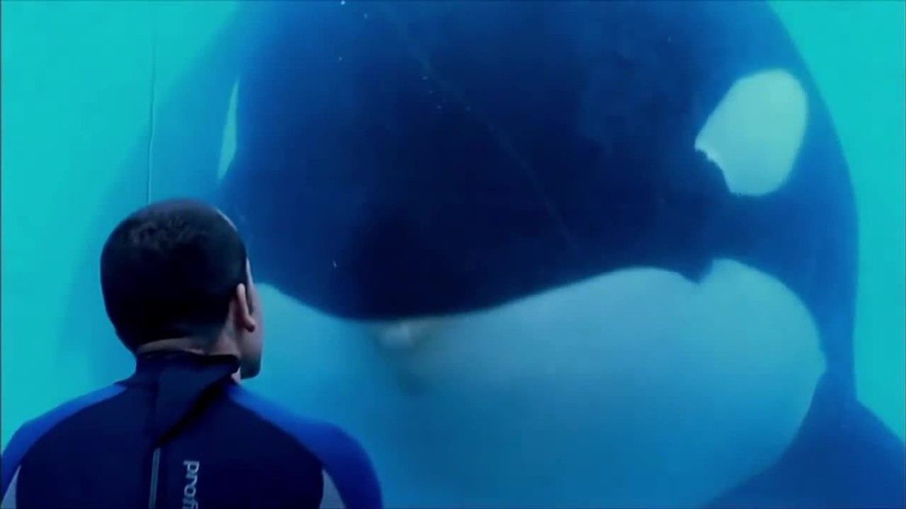 Blackfish: Nach dieser verstörenden Doku besucht ihr nie wieder ein Delfinarium