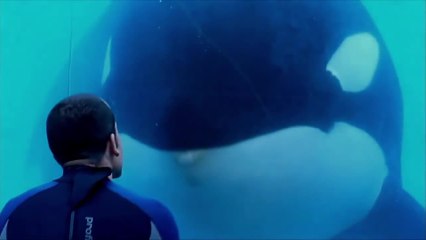 Blackfish: Nach dieser verstörenden Doku besucht ihr nie wieder ein Delfinarium