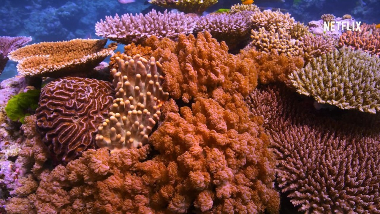 Chasing Coral bringt euch im Doku-Trailer die Schönheit der Korallen näher