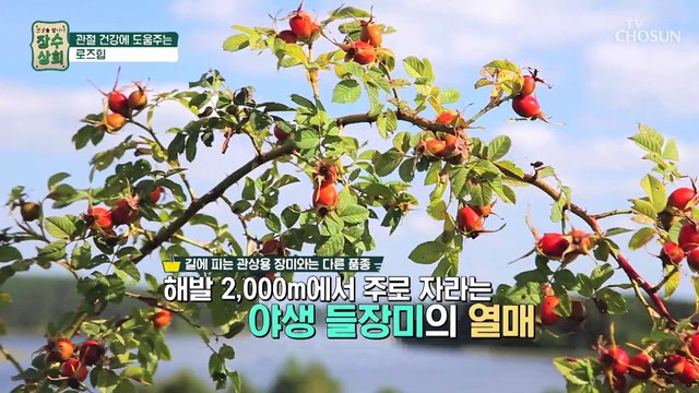 관절 건강 + 항염과 면역력 개선까지 도와주는 효자템 TV CHOSUN 20220615 방송