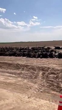 3 bin büyükbaş hayvan öldü! Kurban Bayramı öncesi sinsi planlar devreye mi alındı?