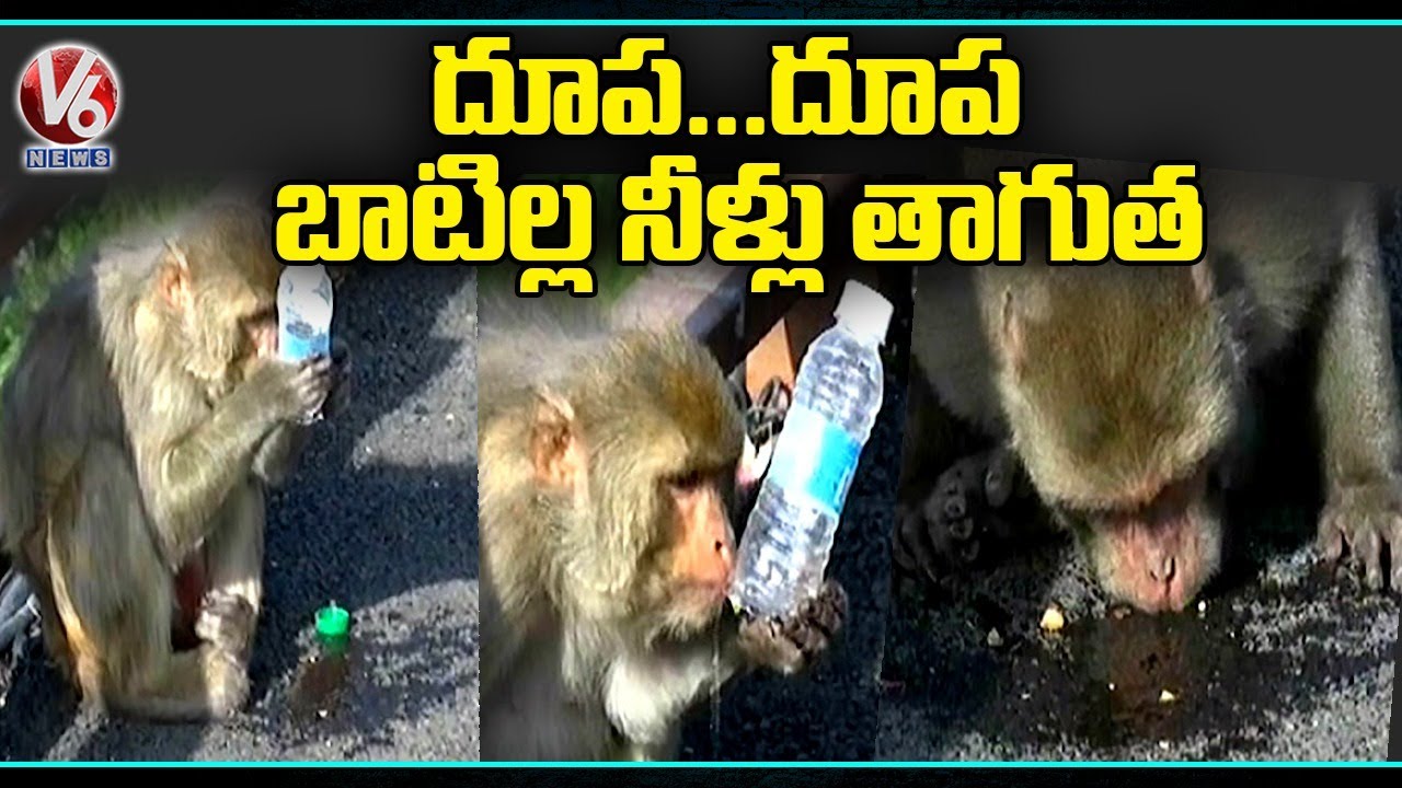 Monkeys Facing Problems For Drinking Water _ Himachal Pradesh _ V6 News
