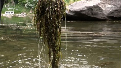물에서 자라는 나물이 있다?! 자연인의 신비로운 나물 사전 (왕고들빼기는 덤이야~)