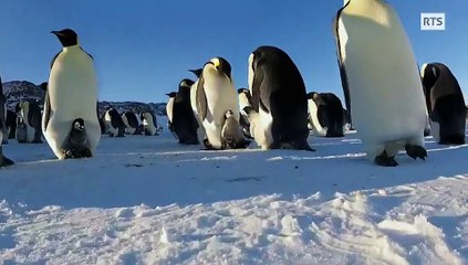 Doc Nature - Les caméras-espions au pays du froid