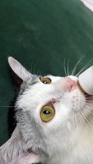 Cat Enjoys Milk From a Bottle