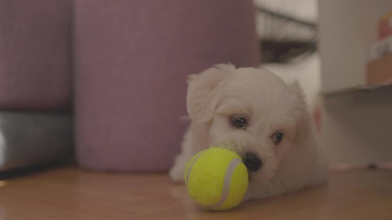 This puppy ‘broke a new record’ after eating something it shouldn’t have