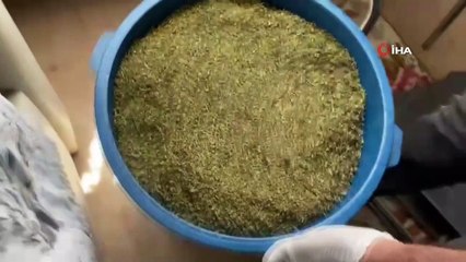 Polisten zehir tacirlerine darbe: Kova dolusu uyuşturucu ele geçirildi
