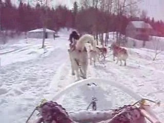 chiens de traineaux québec