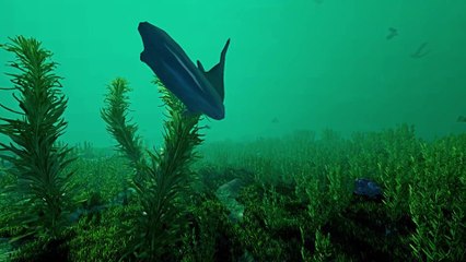 Ecosystem: Dieser Evolutions-Simulator erschafft komplett absurde Lebensformen