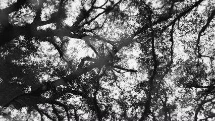 I 70 anni di Roy Roger's nel minifilm di Bruce Weber