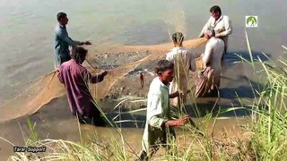 Pakistan Village Life Fish Farm Visit