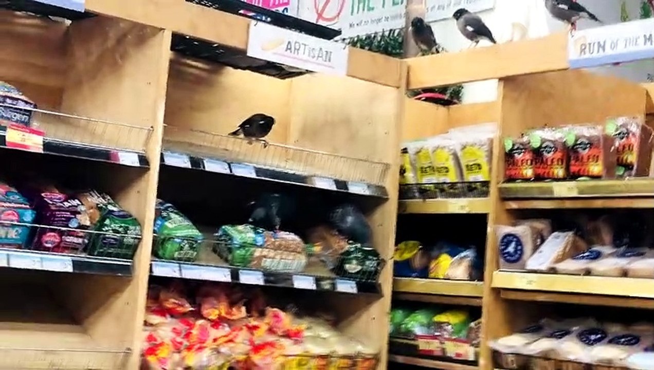 Birds Take Over Grocery Store Bread Section