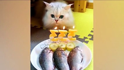 OMG So Cute | Funniest Cats And Dogs_