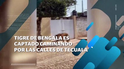 Tigre en calles de Tecuala, Nayarit| CPS Noticias Puerto Vallarta