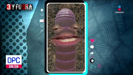 Descubren especie de gusano capaz de digerir el plástico