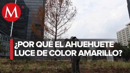 El Ahuehuete no está muerto, está en proceso de adaptación: Agrónomo