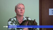 Animais afetados pela guerra aguardam nova vida em abrigo de Kiev